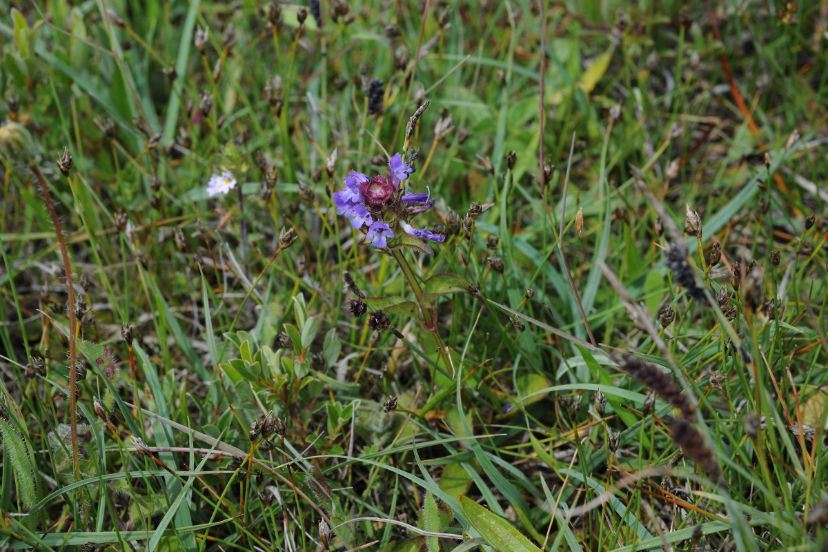 Overcoming Self-Heal and Other Spreading Plants in Your Lawn