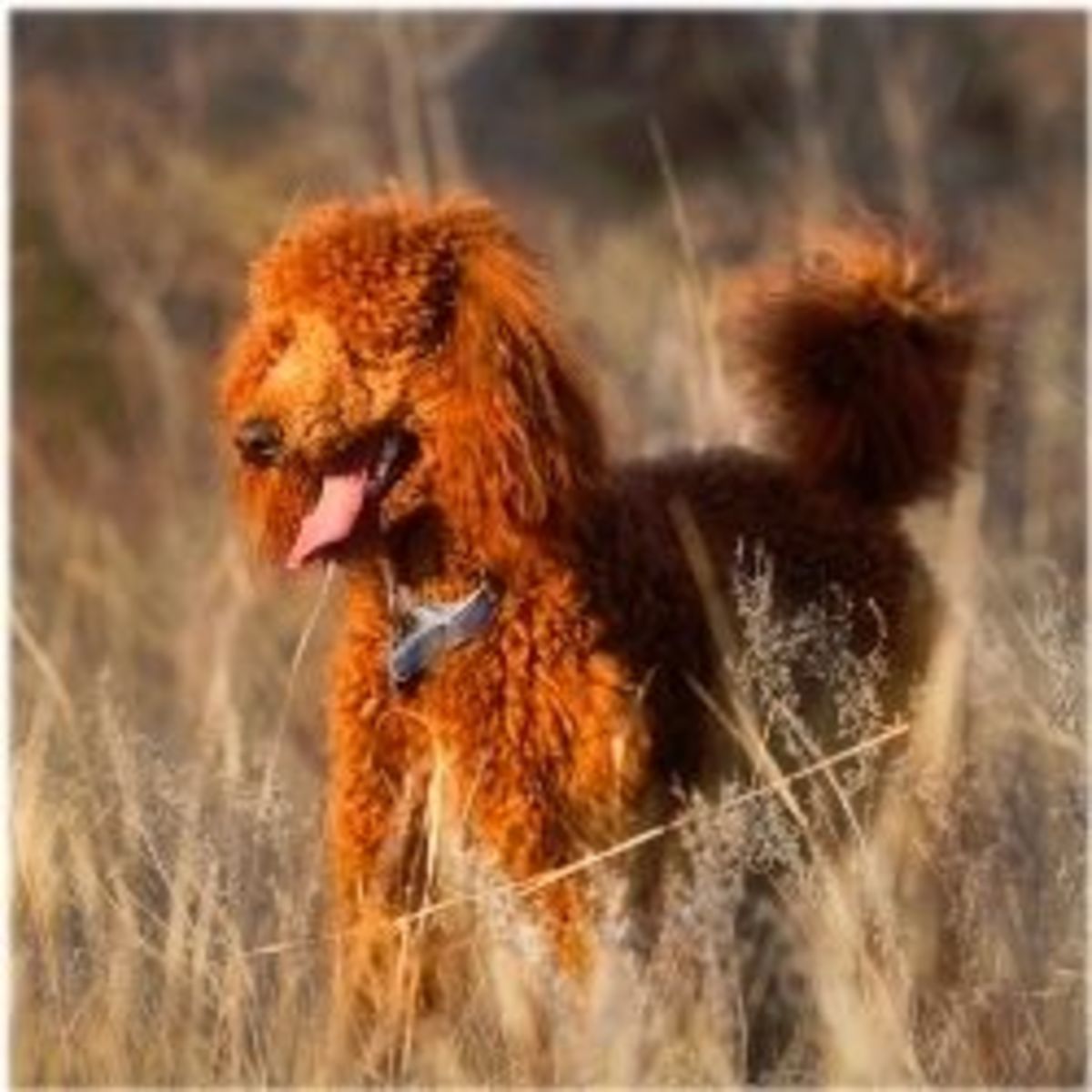 Names for Red Dogs HubPages