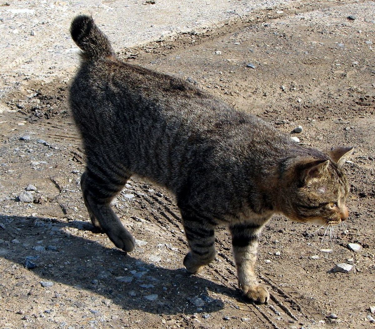 11 Bobtail Cat Breeds: The Cats With a Short Tail or No Tail