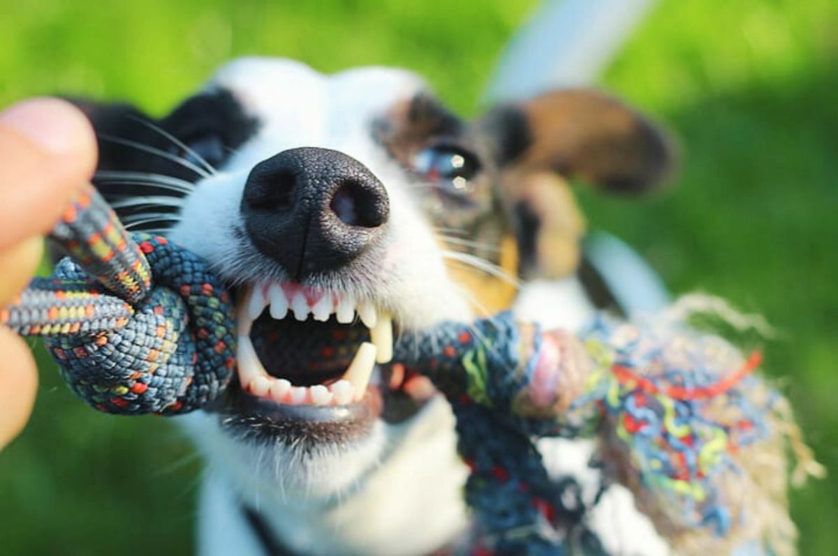 140 Unique Names for Tricolored, Particolor and SplitFace Dogs HubPages