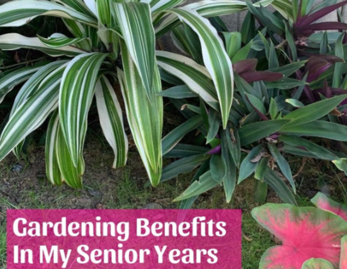 5 Benefits of Gardening in My Senior Years