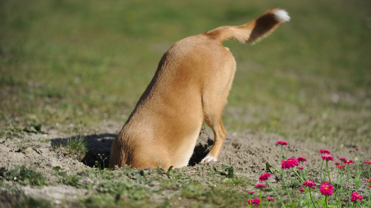 Why Is My Dog Suddenly Digging Holes?