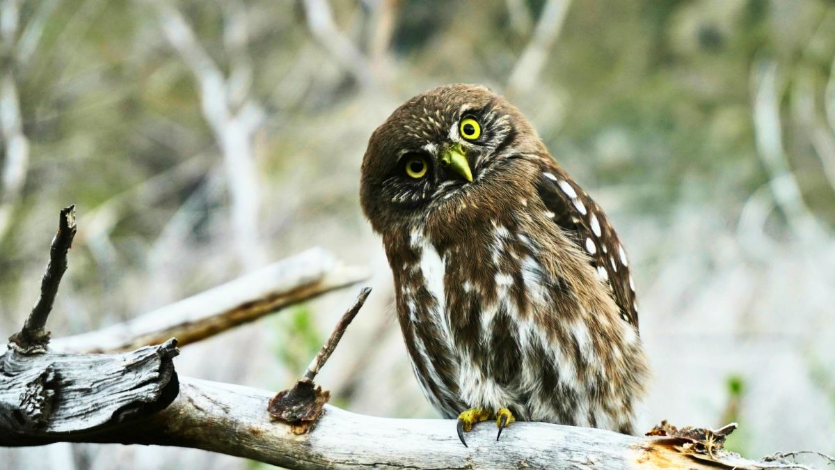 250+ Super Cute Owl Names