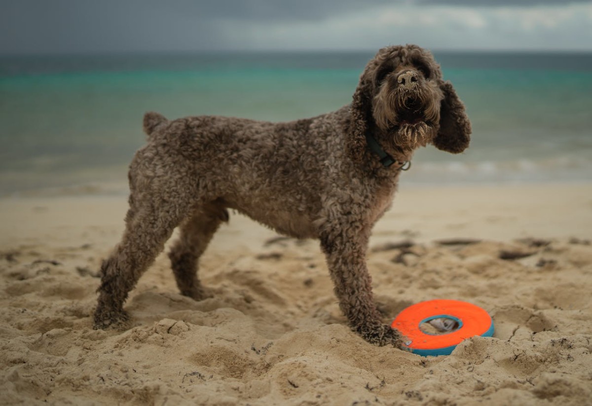 Lagotto Romagnolo Lagotto Romagnolo
