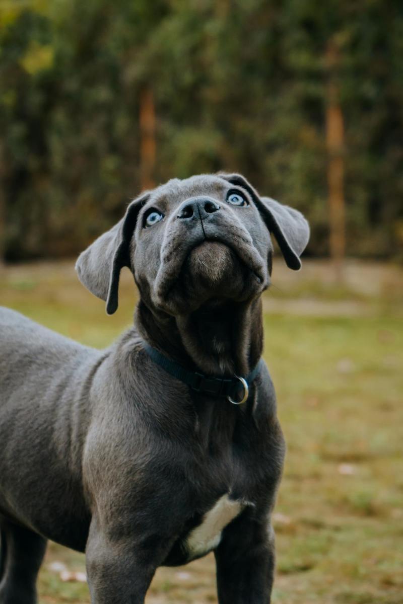 Cane Corso Cane Corso