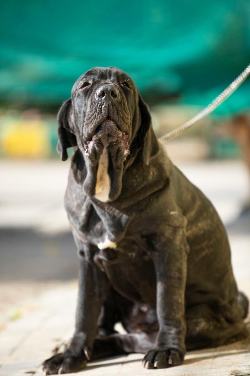 Neapolitan Mastiff Neapolitan Mastiff
