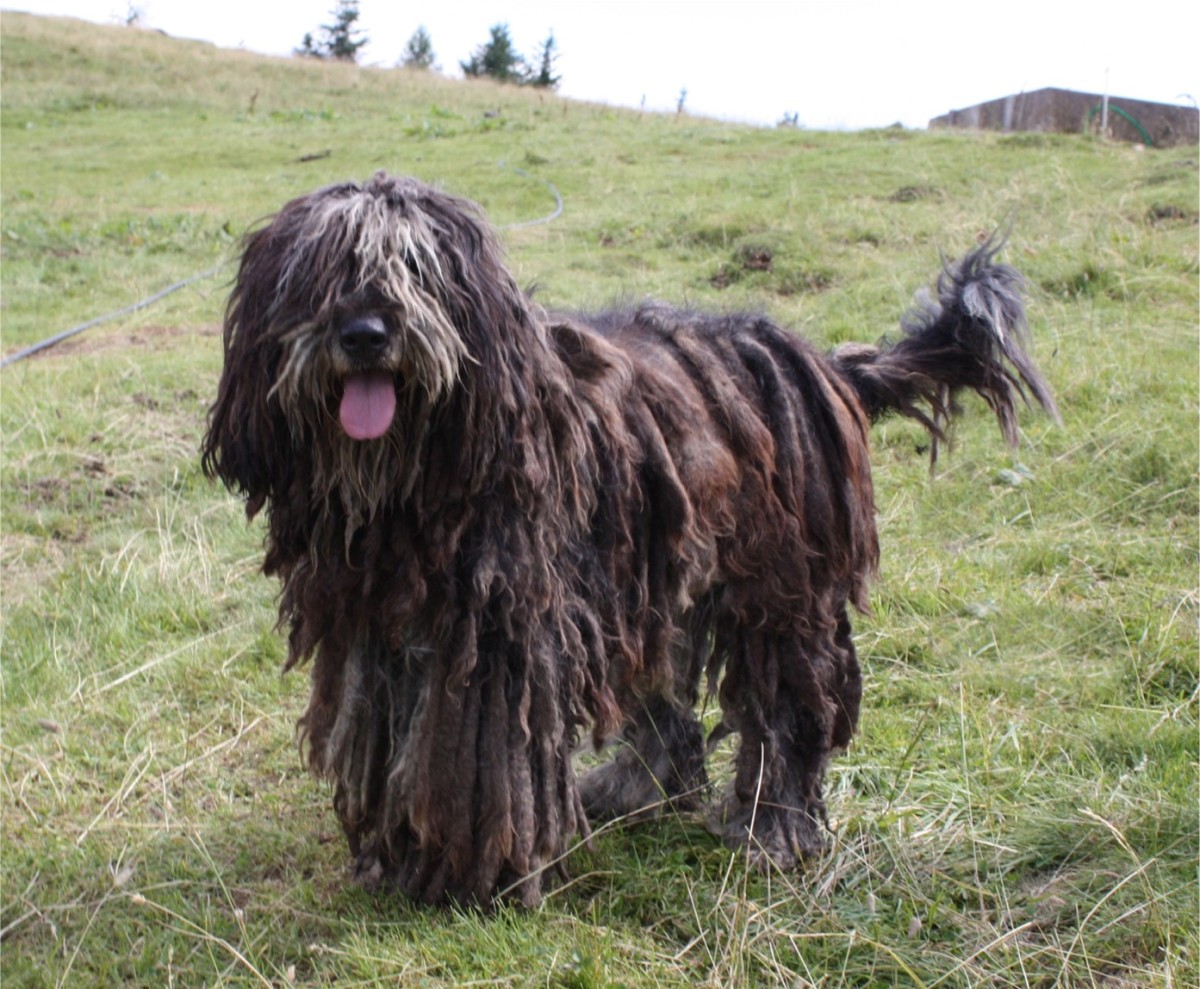 Bergamasco Shepherd Bergamasco Shepherd