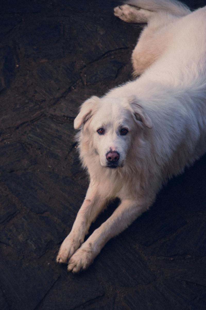 Maremma Sheepdog Maremma Sheepdog
