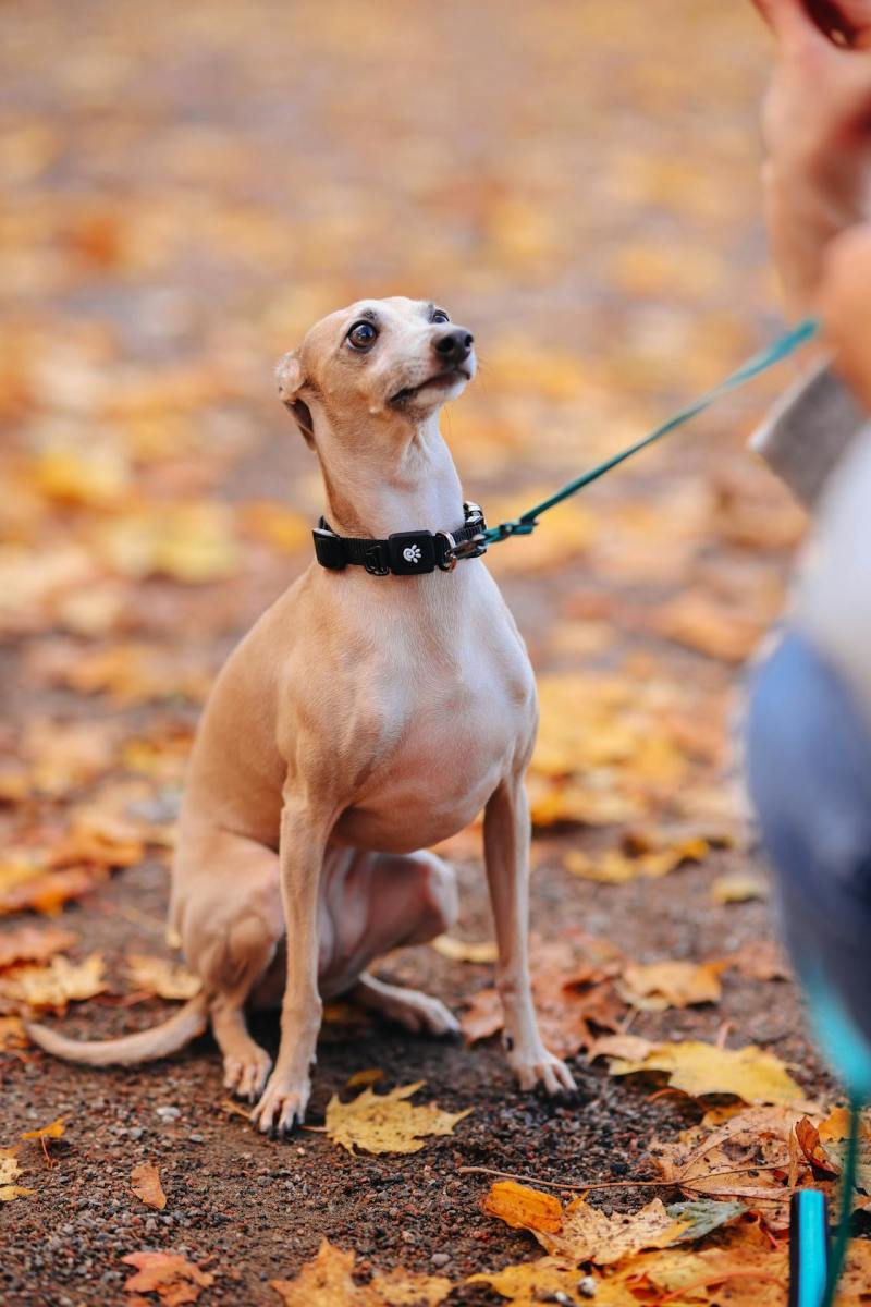 Italian Greyhound Italian Greyhound