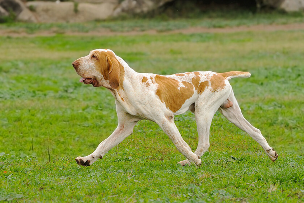 Bracco Italiano Bracco Italiano