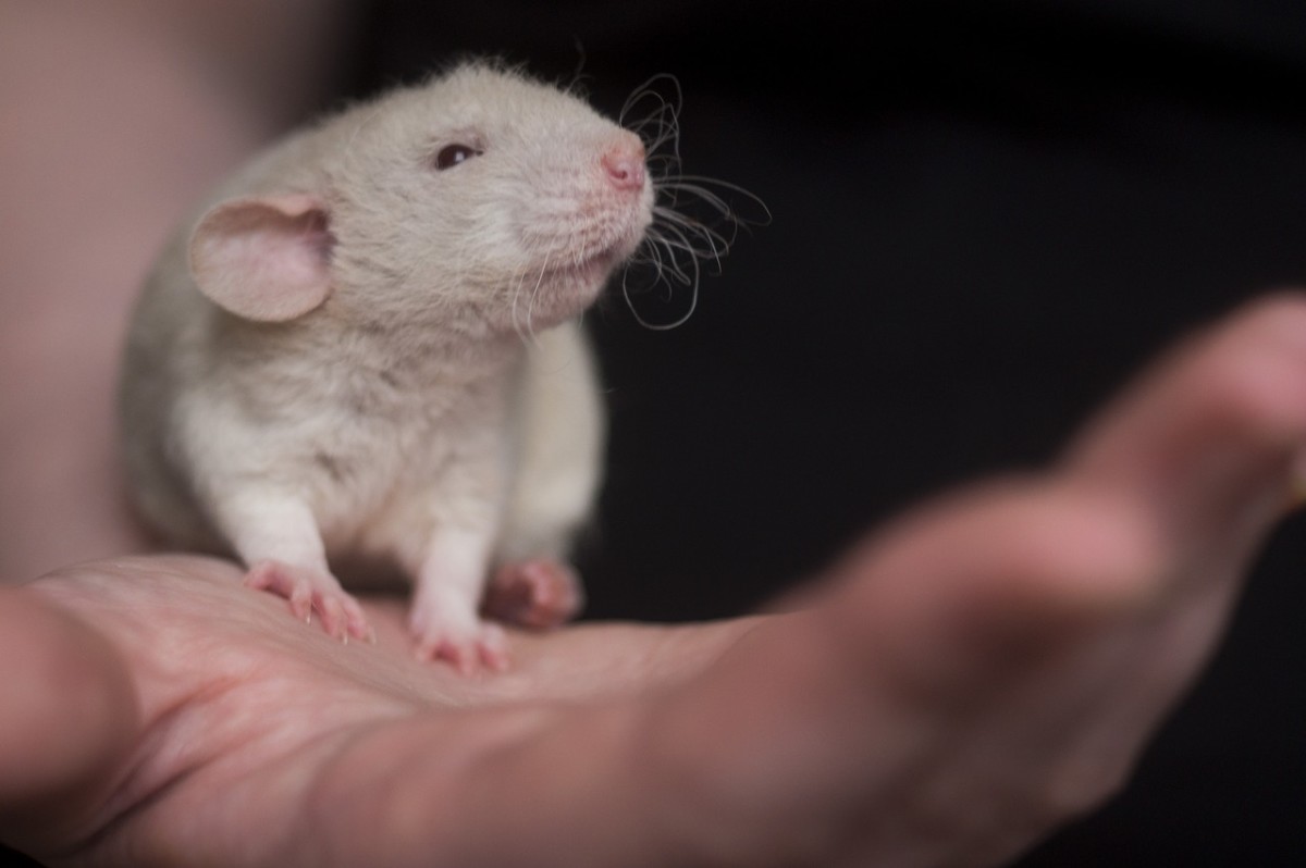 6 Behaviours Shared by Humans and Other Animals