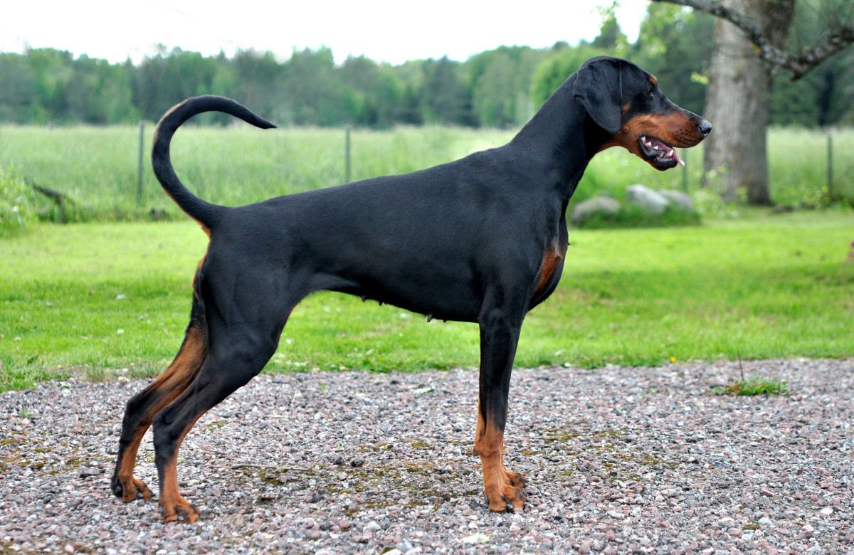 6 Indian Dogs Like the Doberman