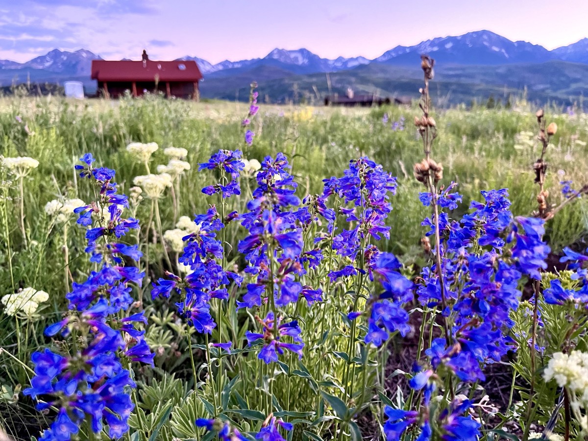 Best Moderate Colorado Wildflower Hikes