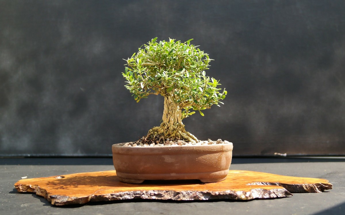 Repotting and Reviving a Struggling Bonsai Tree