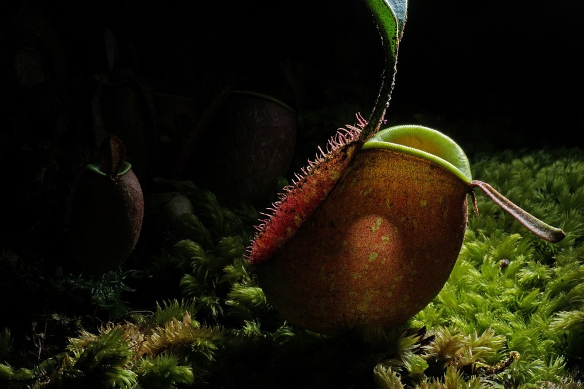 Deadly Beads and Carnivorous Toilets: 5 Disturbing Plants