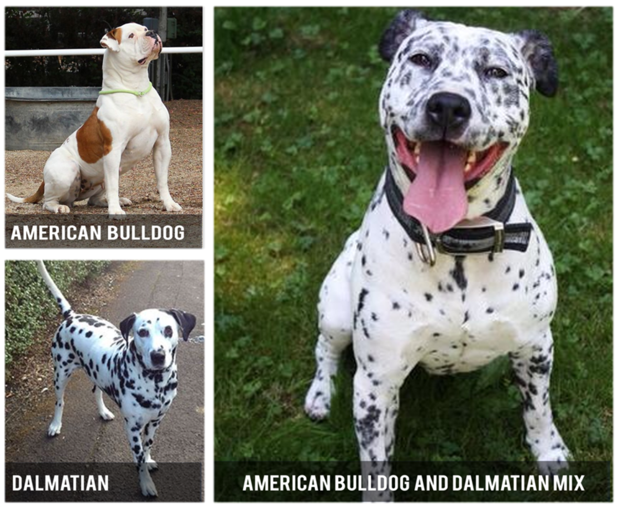 15 Most Popular American Bulldog Mix Dog Breeds - HubPages