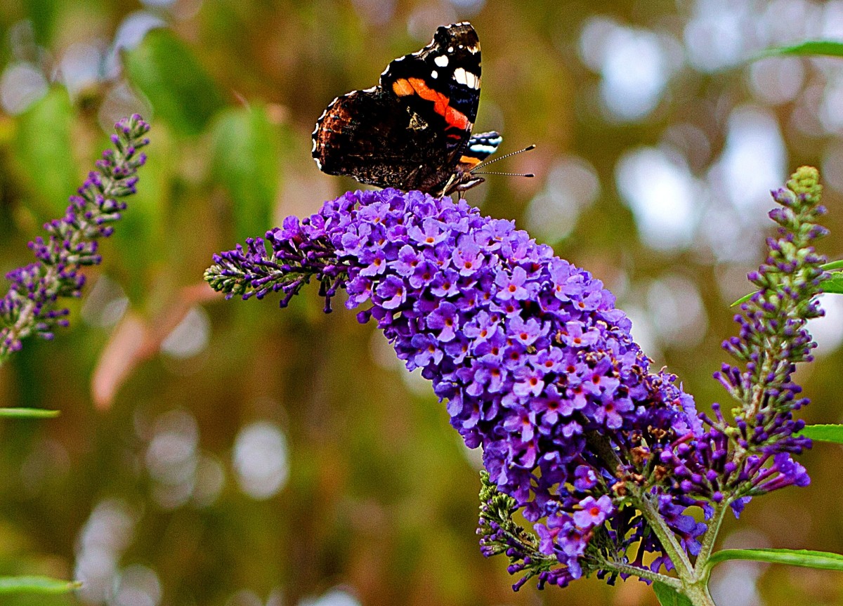 10 Plants That Grow in the Shade