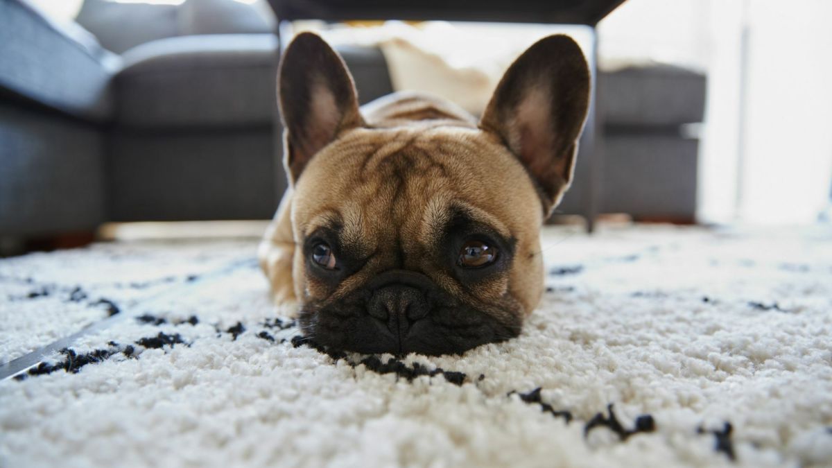 Pee pad trained dog peeing on carpet best sale