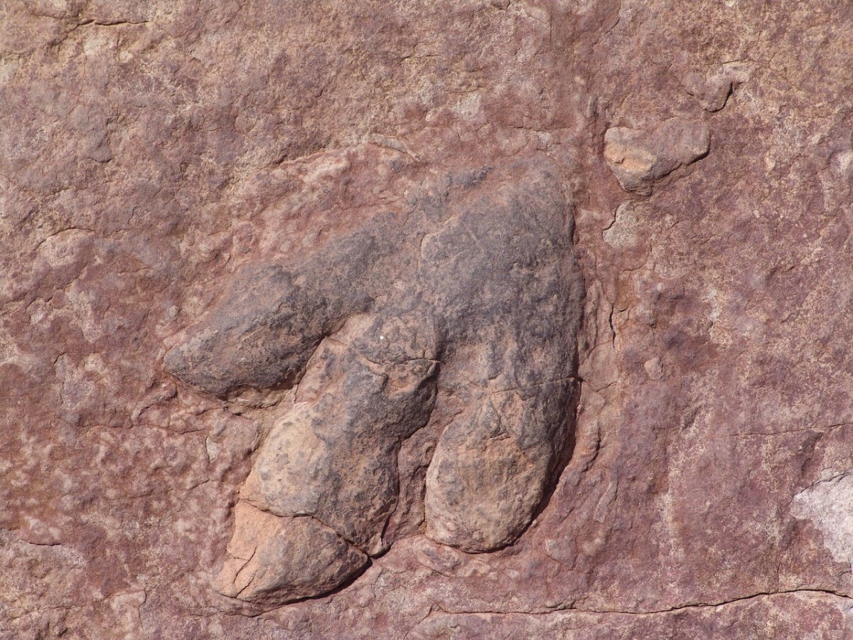 Spiky-Chickens and Doomsday Ducks: Seven Strange Dinosaurs