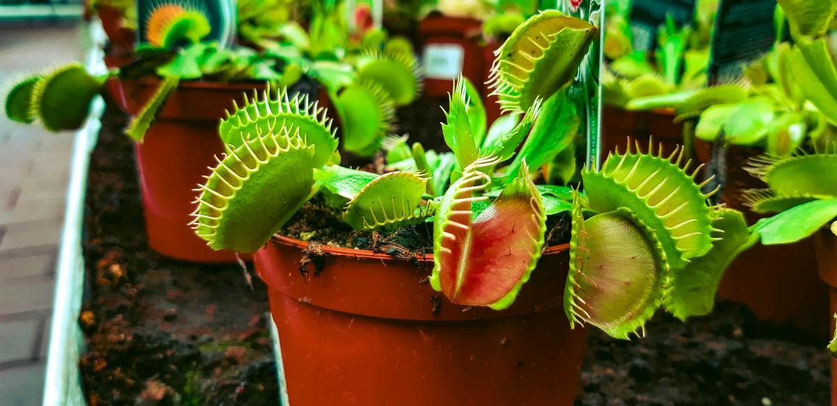 Five Carnivorous Plants You Can Grow At Home