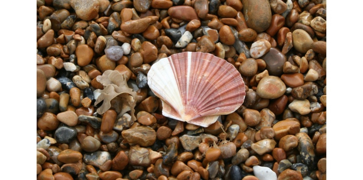 A Shingle Beach, a Sea Defence