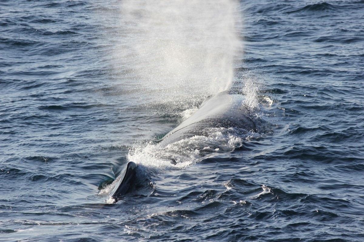 Deadly Voices and a Gut Full of Perfume: The Whales Behind Moby-Dick