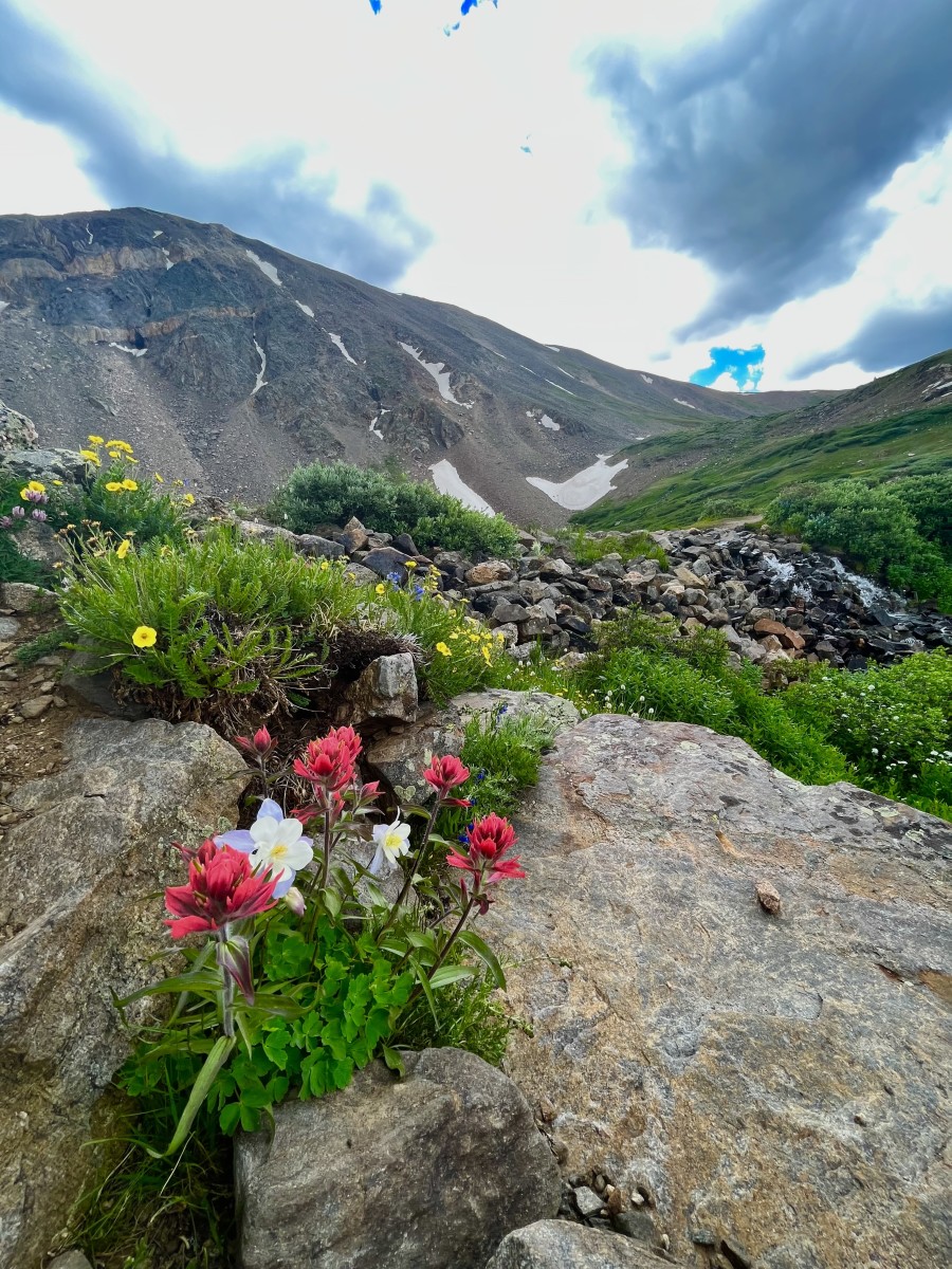 7 Lovely Moderately Challenging Colorado Wildflower Hikes - HubPages, image size:900x1200