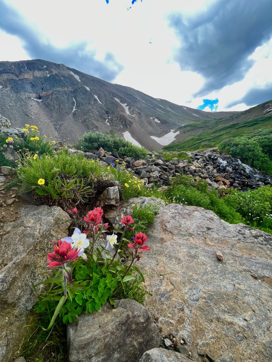 6 Lovely Moderately Challenging Colorado Wildflower Hikes