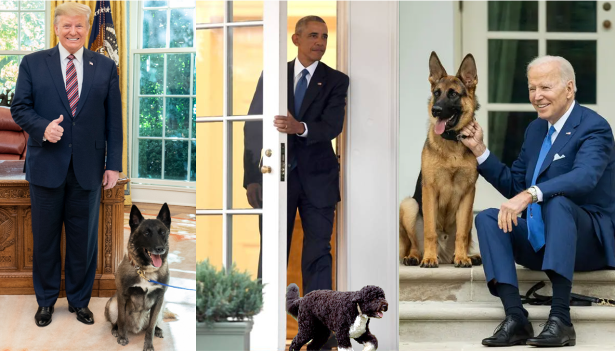 United States Presidential Dog Names - HubPages