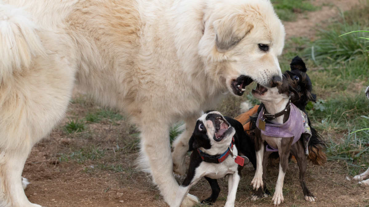 Why Is My Great Pyrenees Aggressive With My Other Dogs?