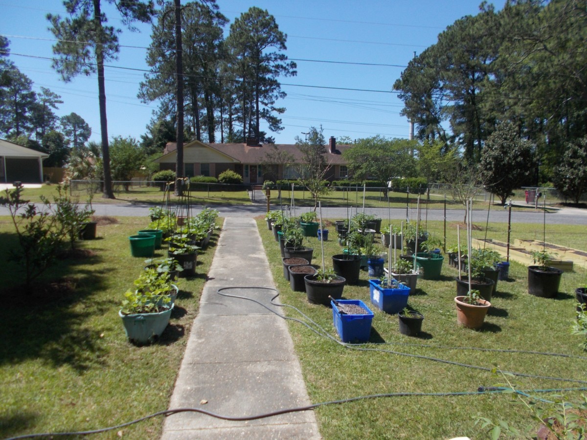 How to Grow Lots of Food in a Small Yard