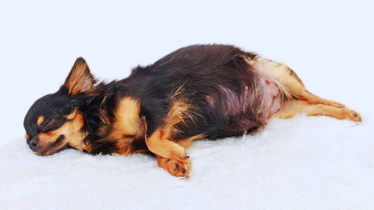 The 12 Signs of Imminent Labor in Dogs and How to Prepare