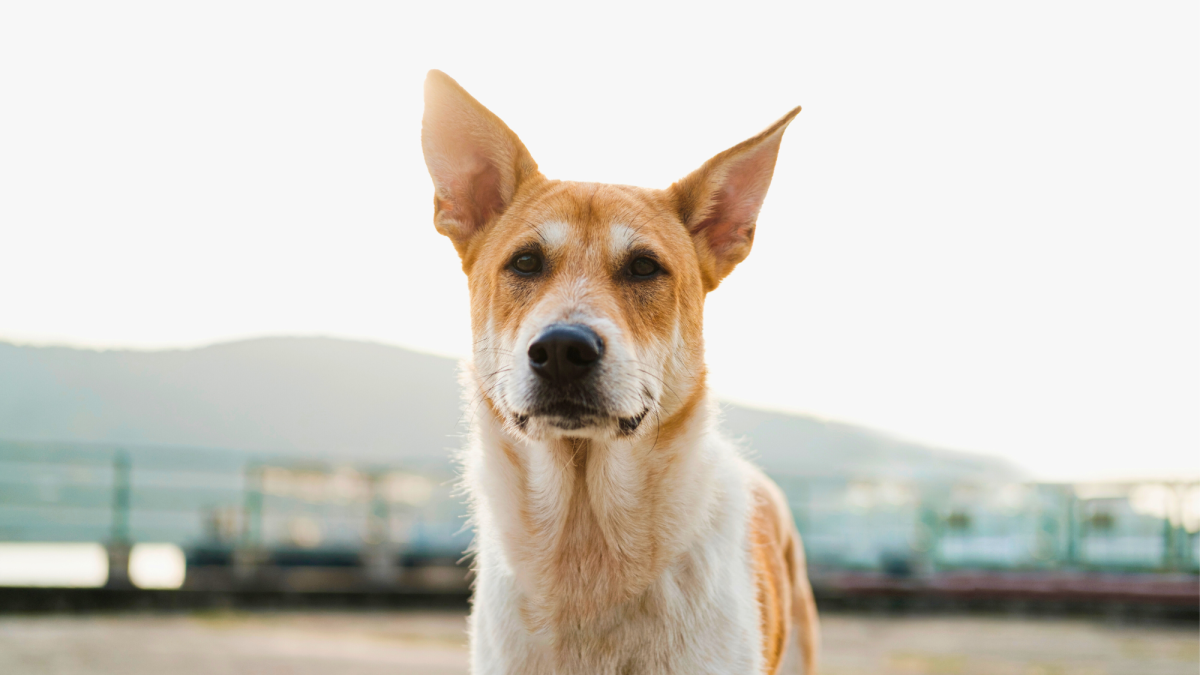 How to Identify the Breeds in a Mixed Breed Dog PetHelpful