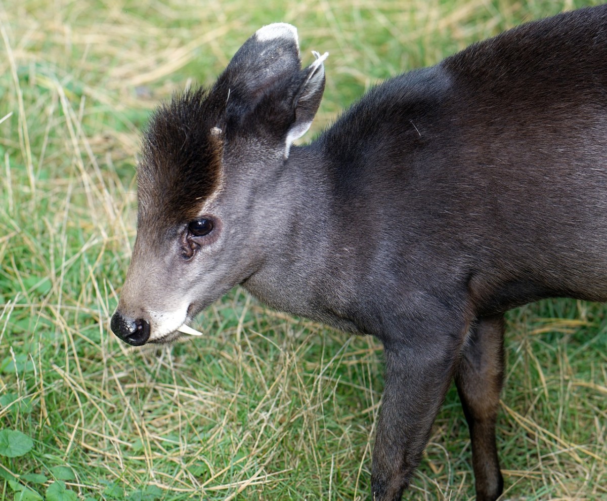 9 Beasts Stranger Than Fiction: Fanged Deer and Mad Hatterpillars