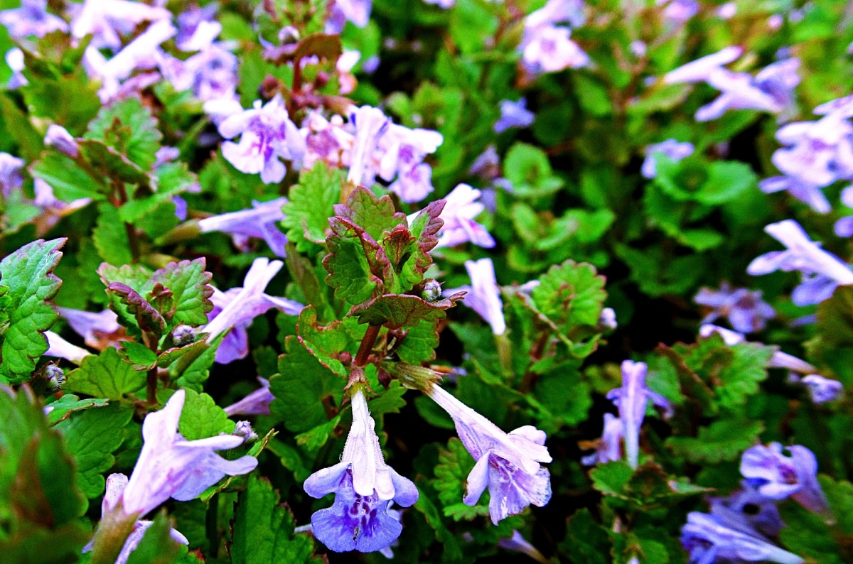 How to Get Rid of Creeping Charlie Ground Ivy