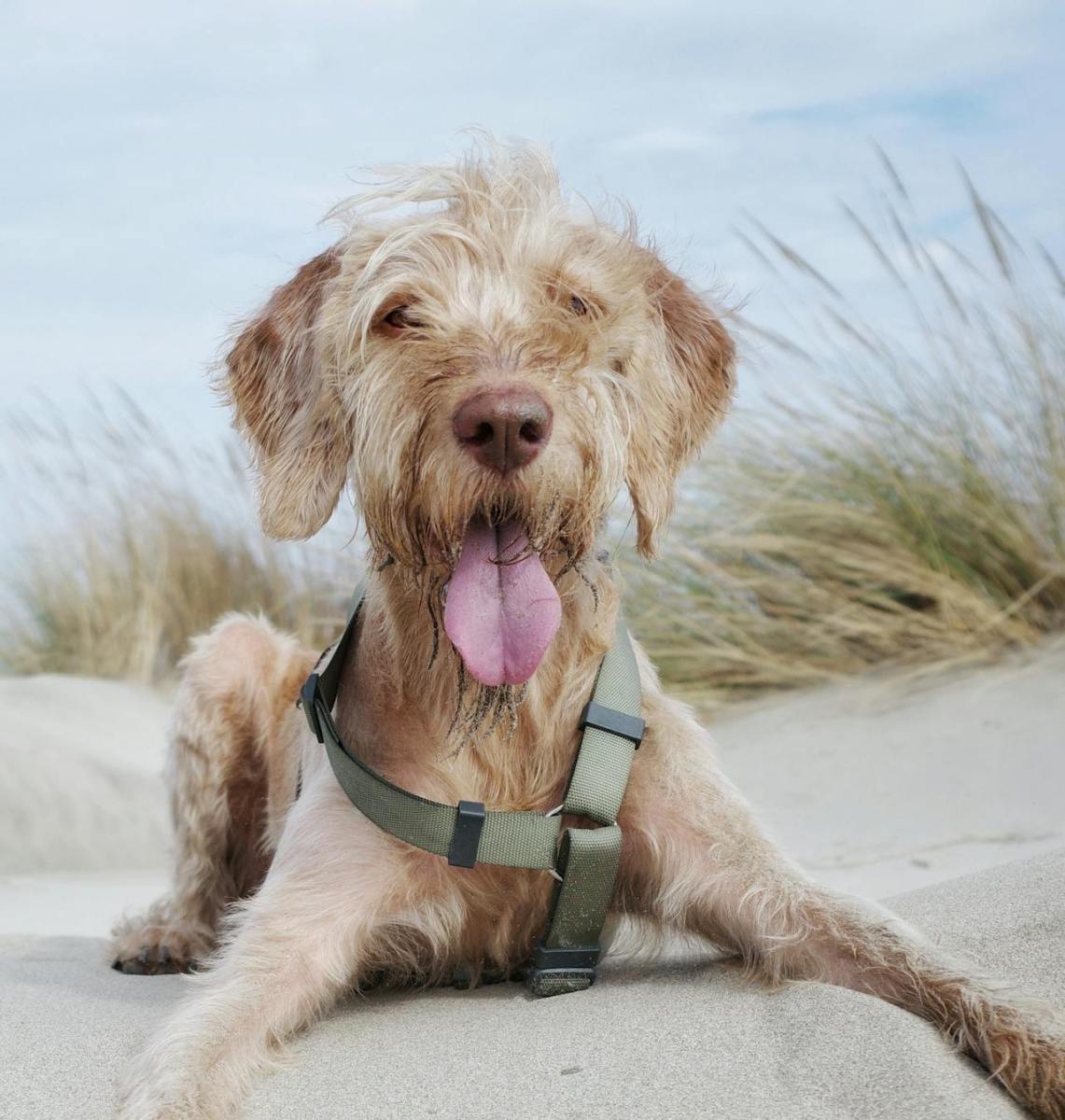 Spinone Italiano Spinone Italiano