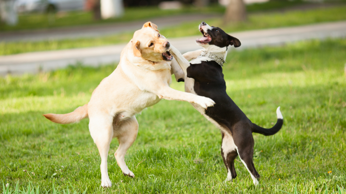 How to Stop Dog Fights at the Dog Park?