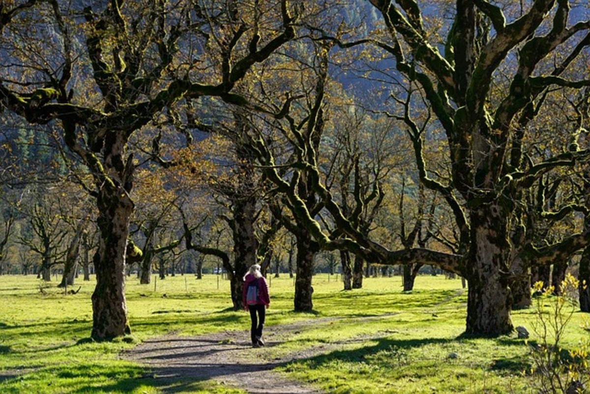 Where and How to Plant Trees to Avoid Heat
