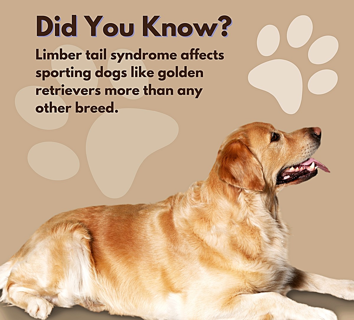 Why Is My Dog's Tail Down? Limber Tail Syndrome in Dogs PetHelpful