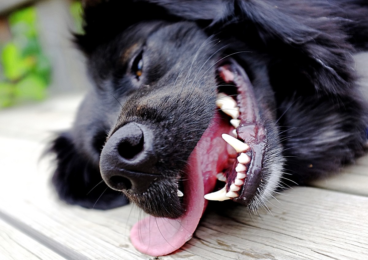 Complications After Dogs Give Birth PetHelpful