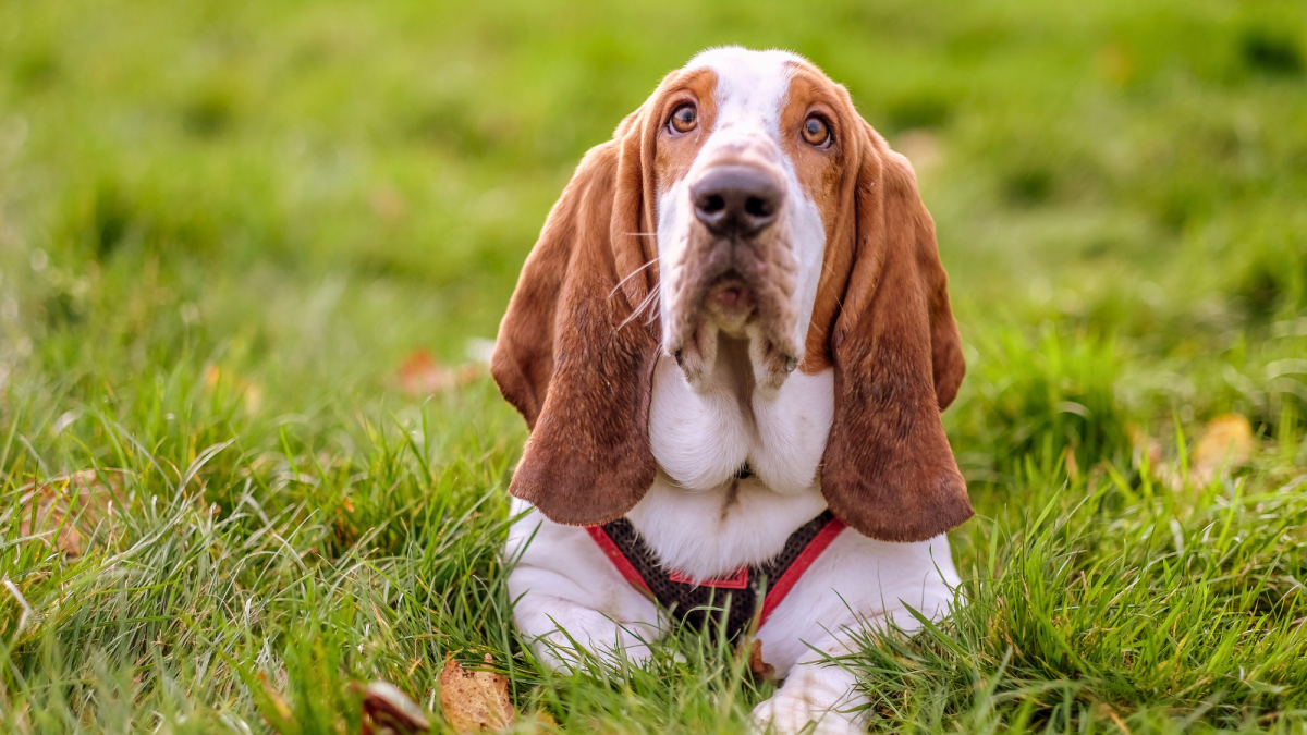 21 Dogs With Long Ears: Photos, Traits, and More