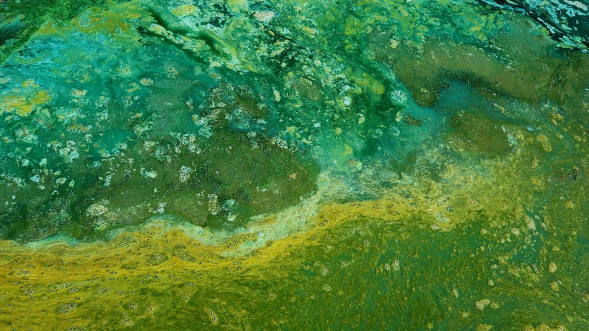 Microorganisms in Service of Humans: the Science Behind the Rain Scent.