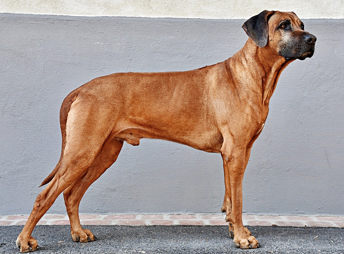 10 Low Maintenance Large Dog Breeds HubPages