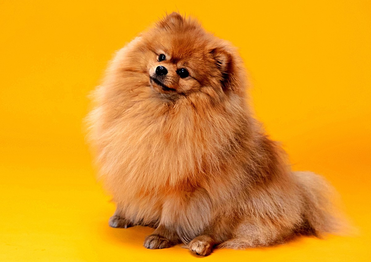 can a pomeranian stay alone