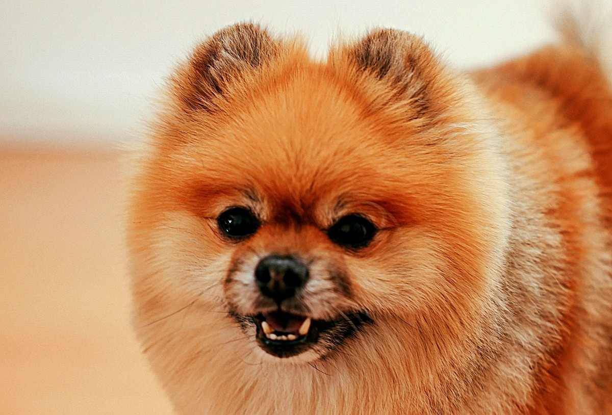 12 Pros and Cons of Owning a Pomeranian