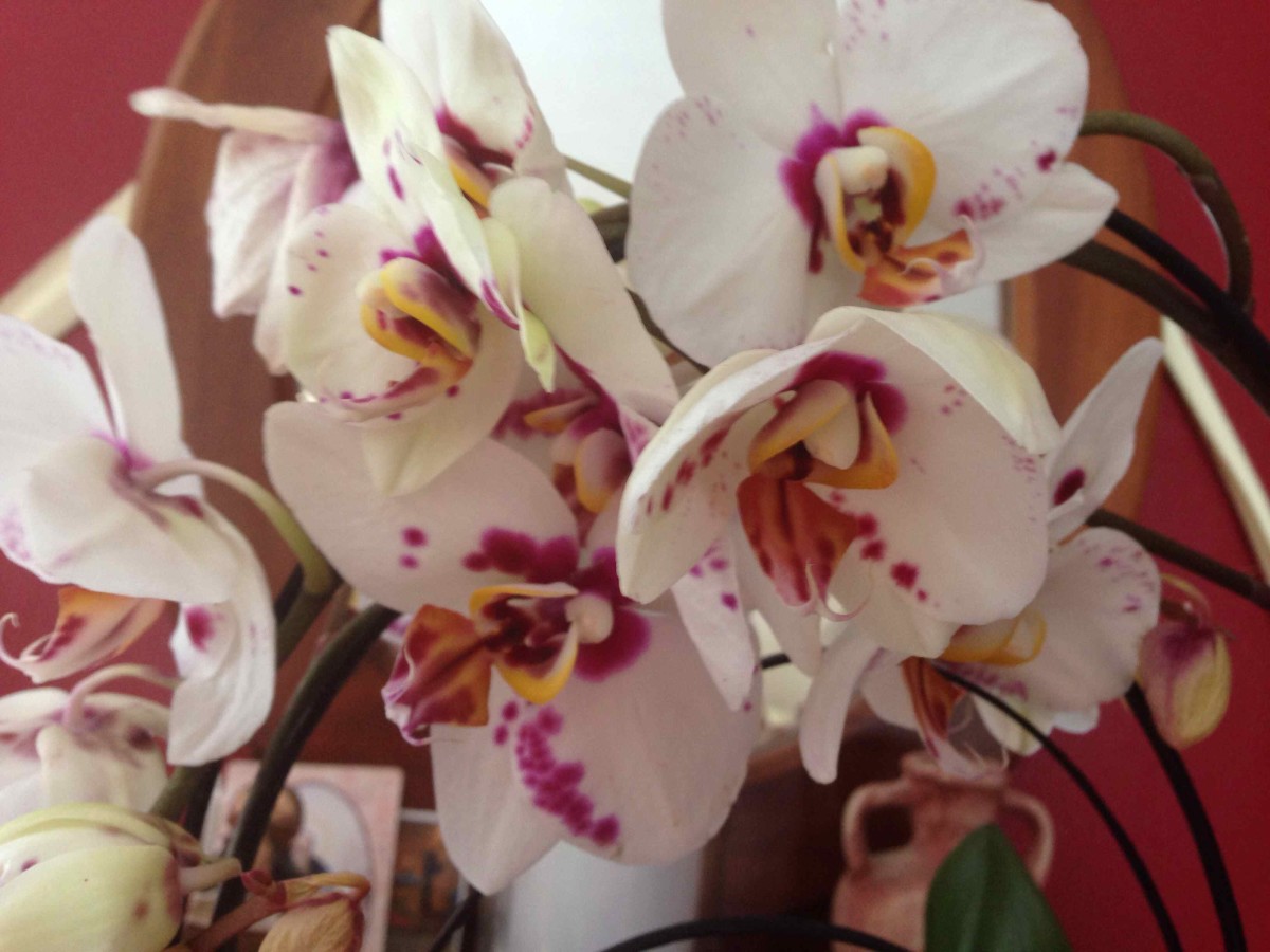 How to Care for Orchids