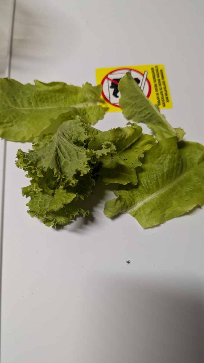 Lettuce Trimming - Cutting to Freshen - HubPages