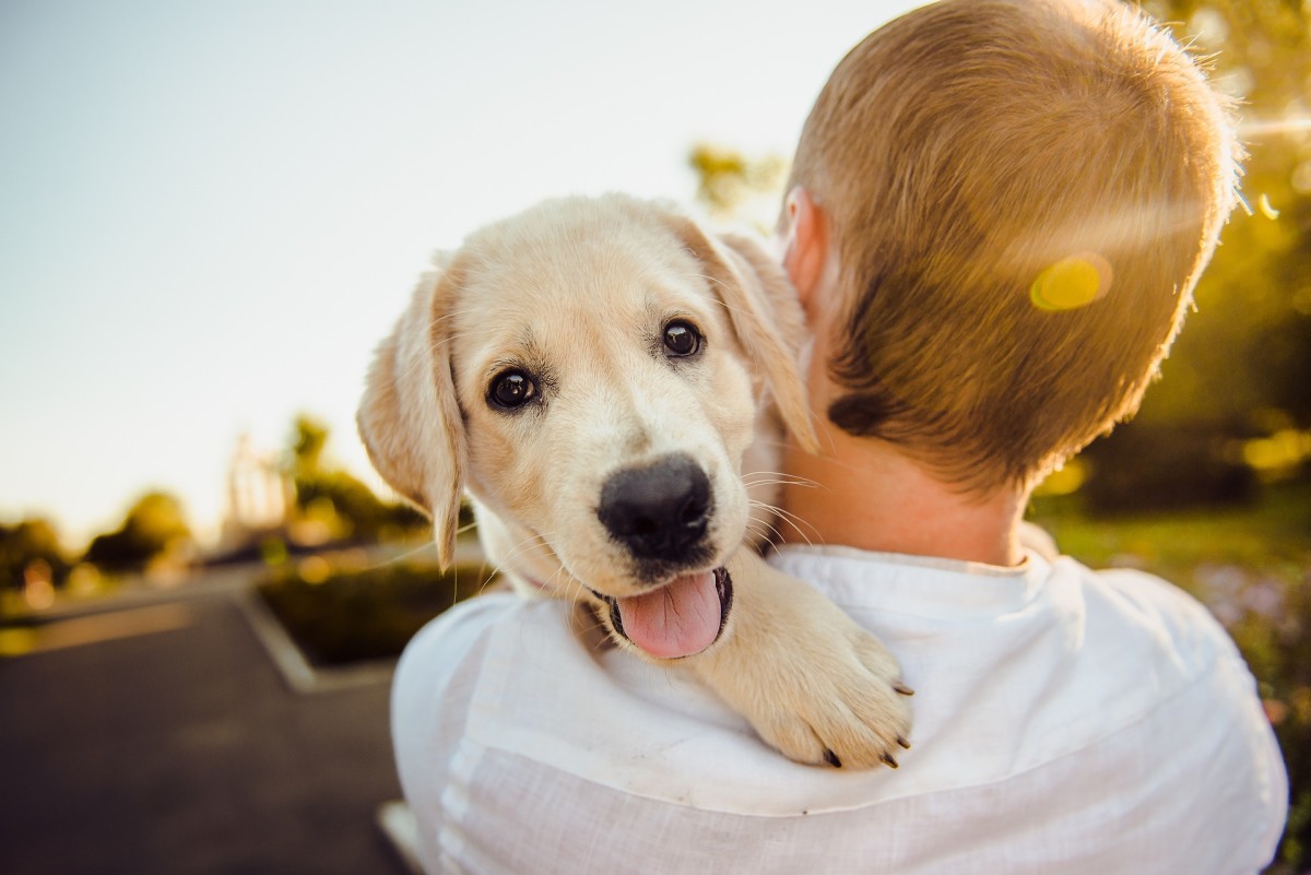 Home Remedies to Help Your Congested Dog Breathe Better