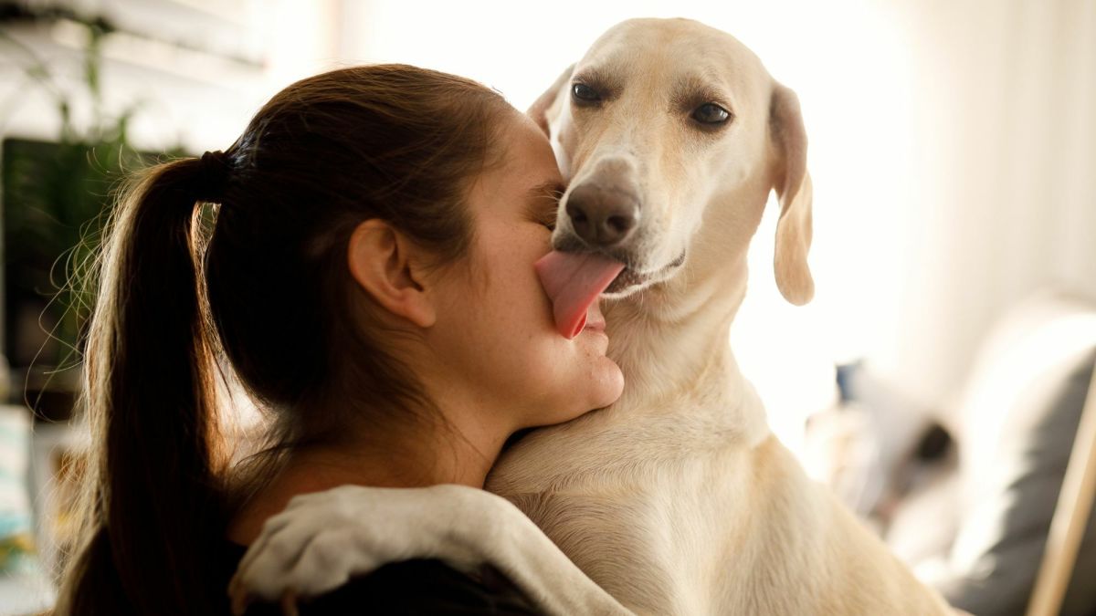 Why Is My Dog Obsessively Licking Other Dogs? - PetHelpful