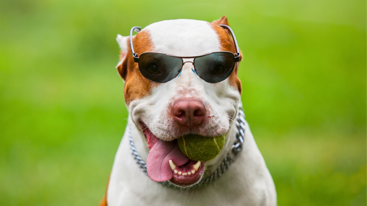 Why Pit Bulls Are Controversial: Bans, Bite Stats & More